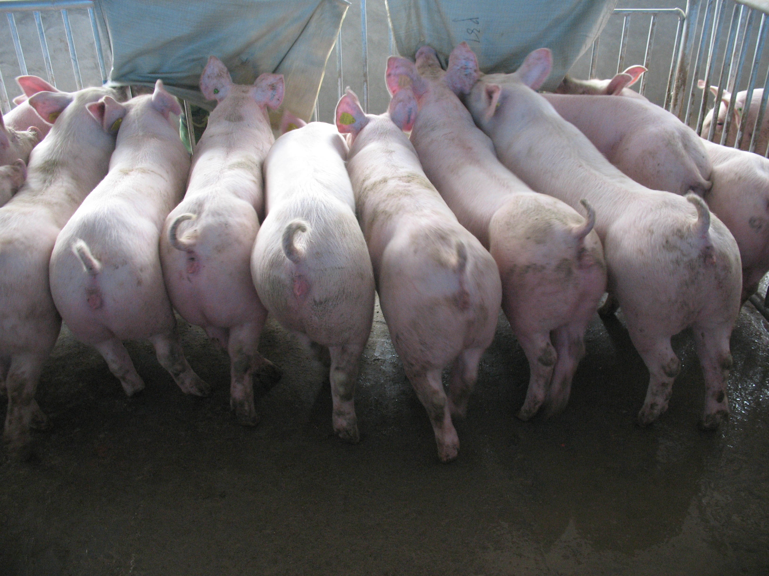 大体型新法系大白种猪