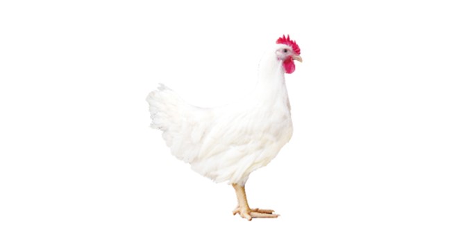 ks凯时官网 909 商品代鸡苗