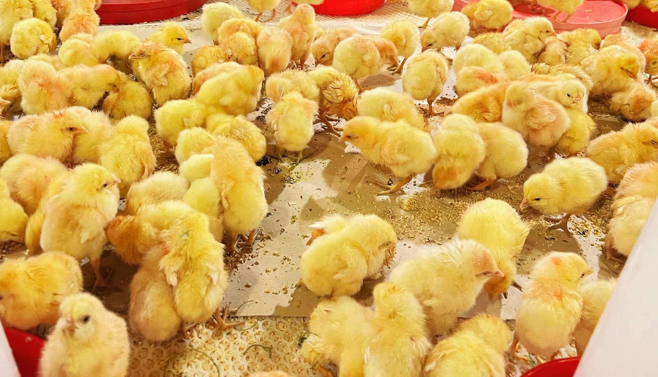 七月引种美满收官，，，，，，，，八月引种再接再严