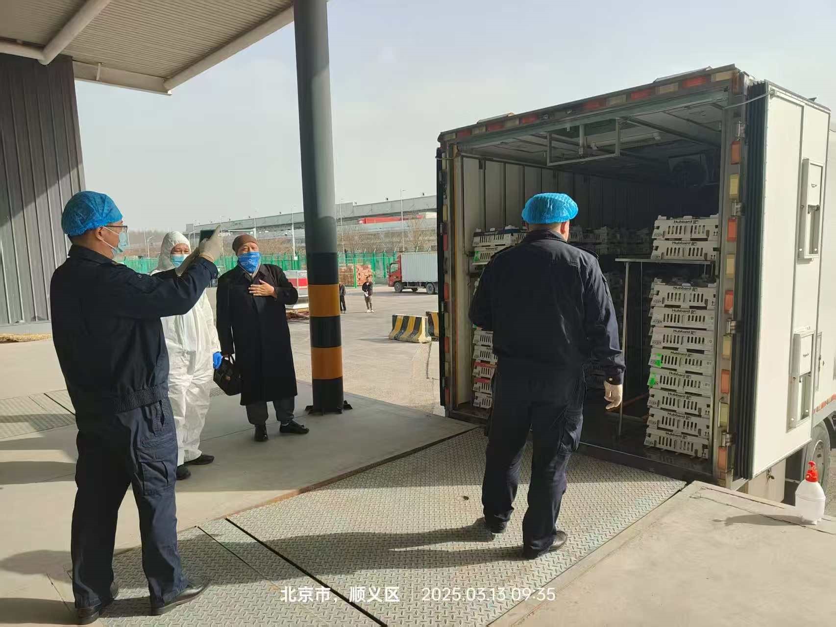 【引种】喜讯！ks凯时官网股份从法国引进的第二批祖代白羽肉种鸡尘埃落定