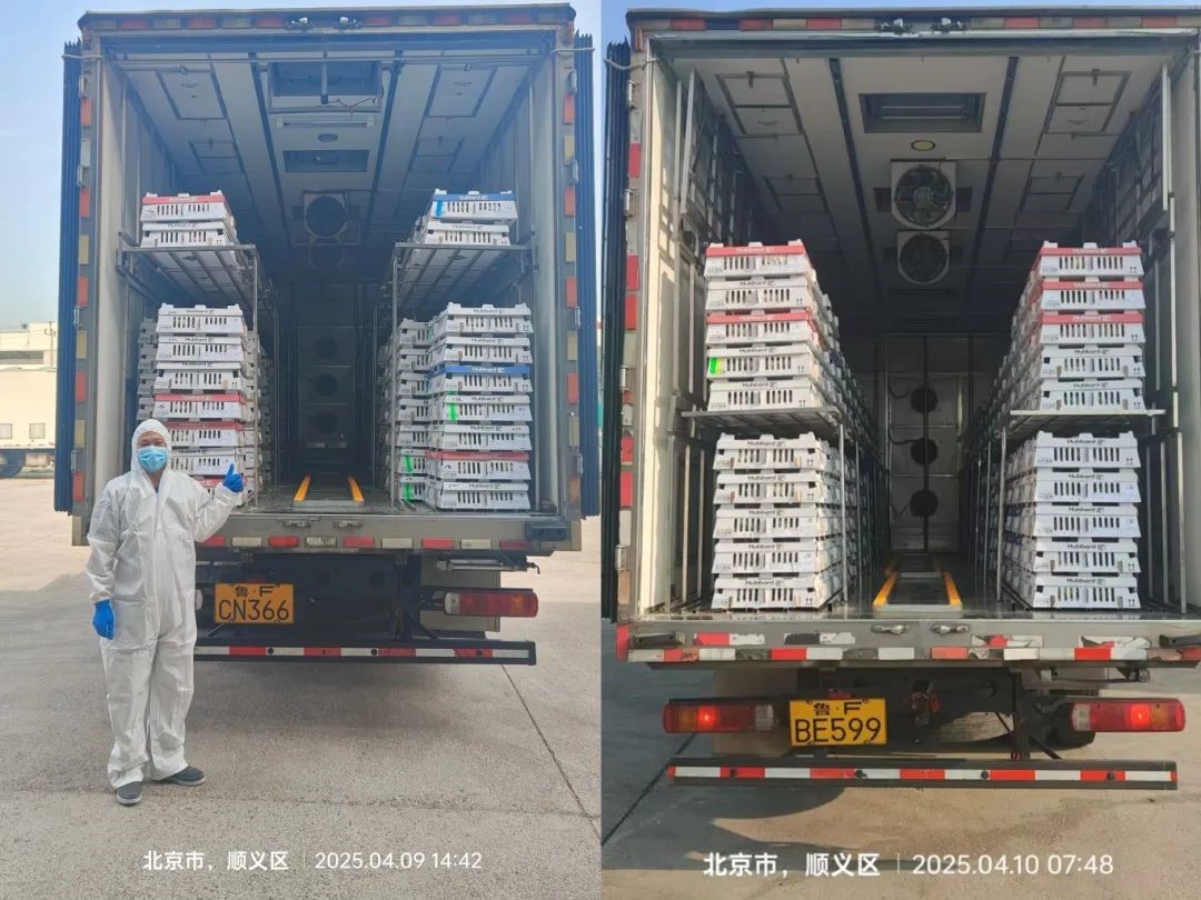 【引种】引种前锋肩负起保险粮食安全的沉任——ks凯时官网股份第三批祖代鸡顺利引进