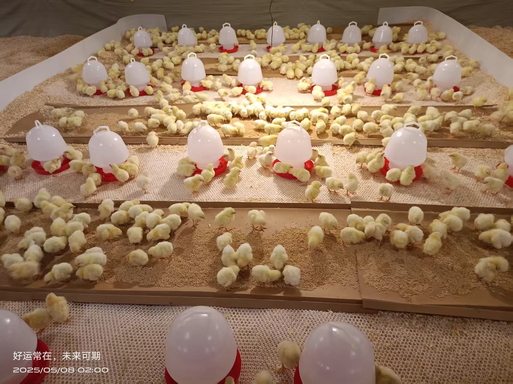 【喜讯】ks凯时官网股份白羽肉鸡引种再创新高 种源战术筑牢产业根基