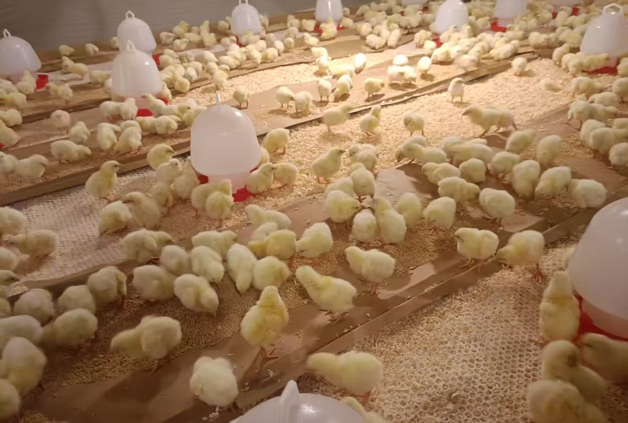 【新闻】伏天引种助丰产，，，，，，ks凯时官网股份再添1.4万套祖代肉种鸡