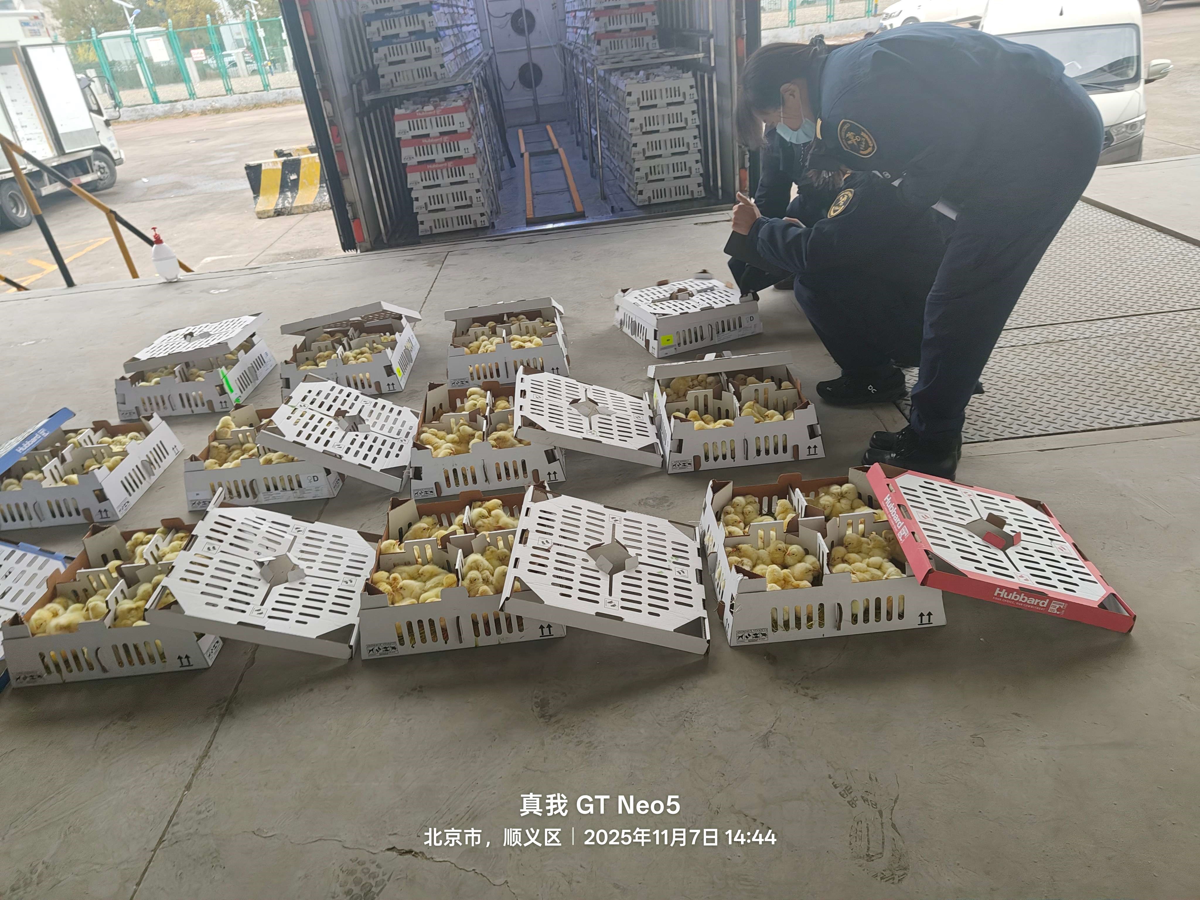 【引种】ks凯时官网股份年内第十四批祖代种鸡顺利入境 累计引种占全国近半