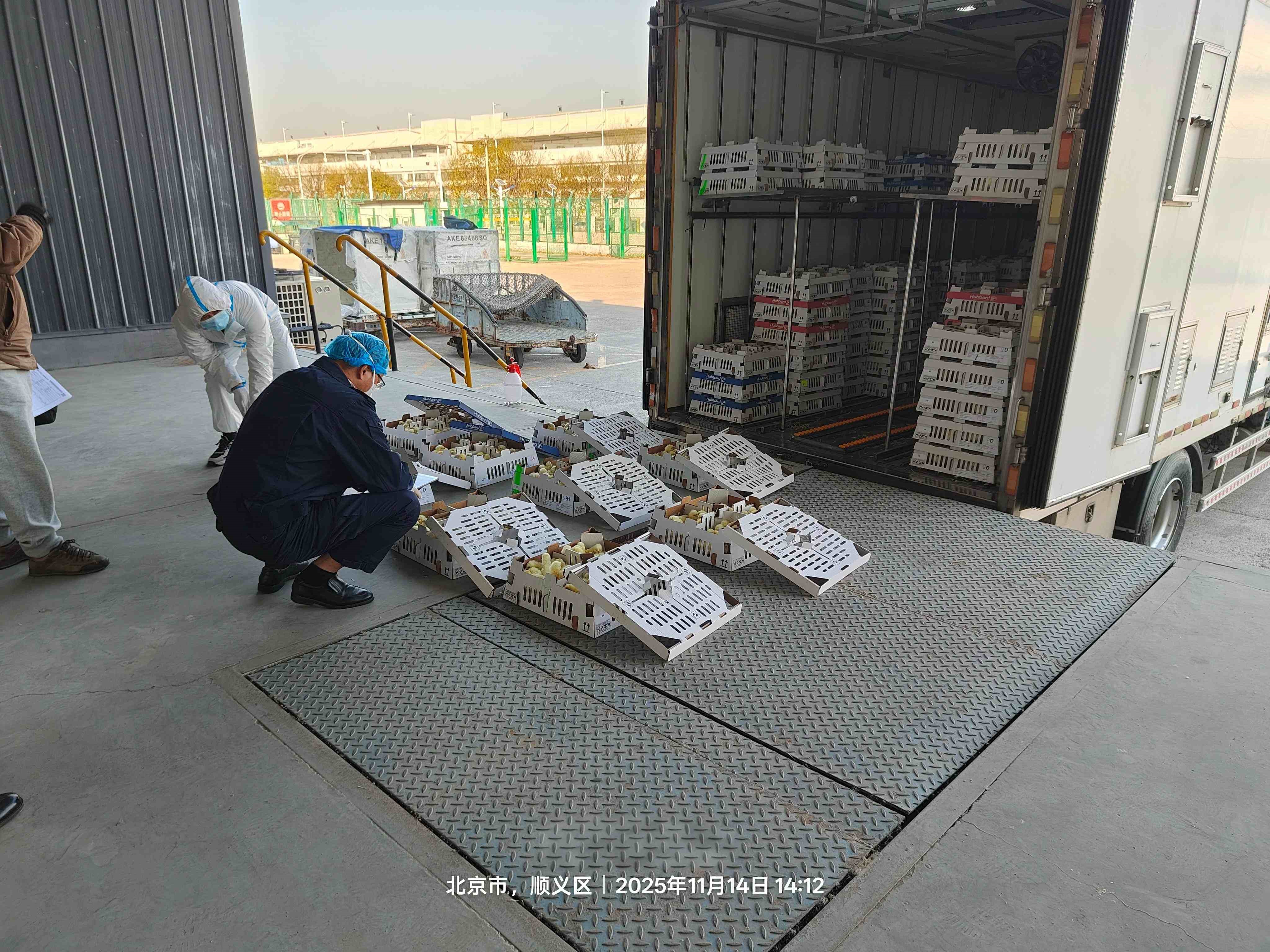 【喜讯】ks凯时官网股份再引种1.6万套祖代肉种鸡，，，，，，，引种总量突破23.6万套