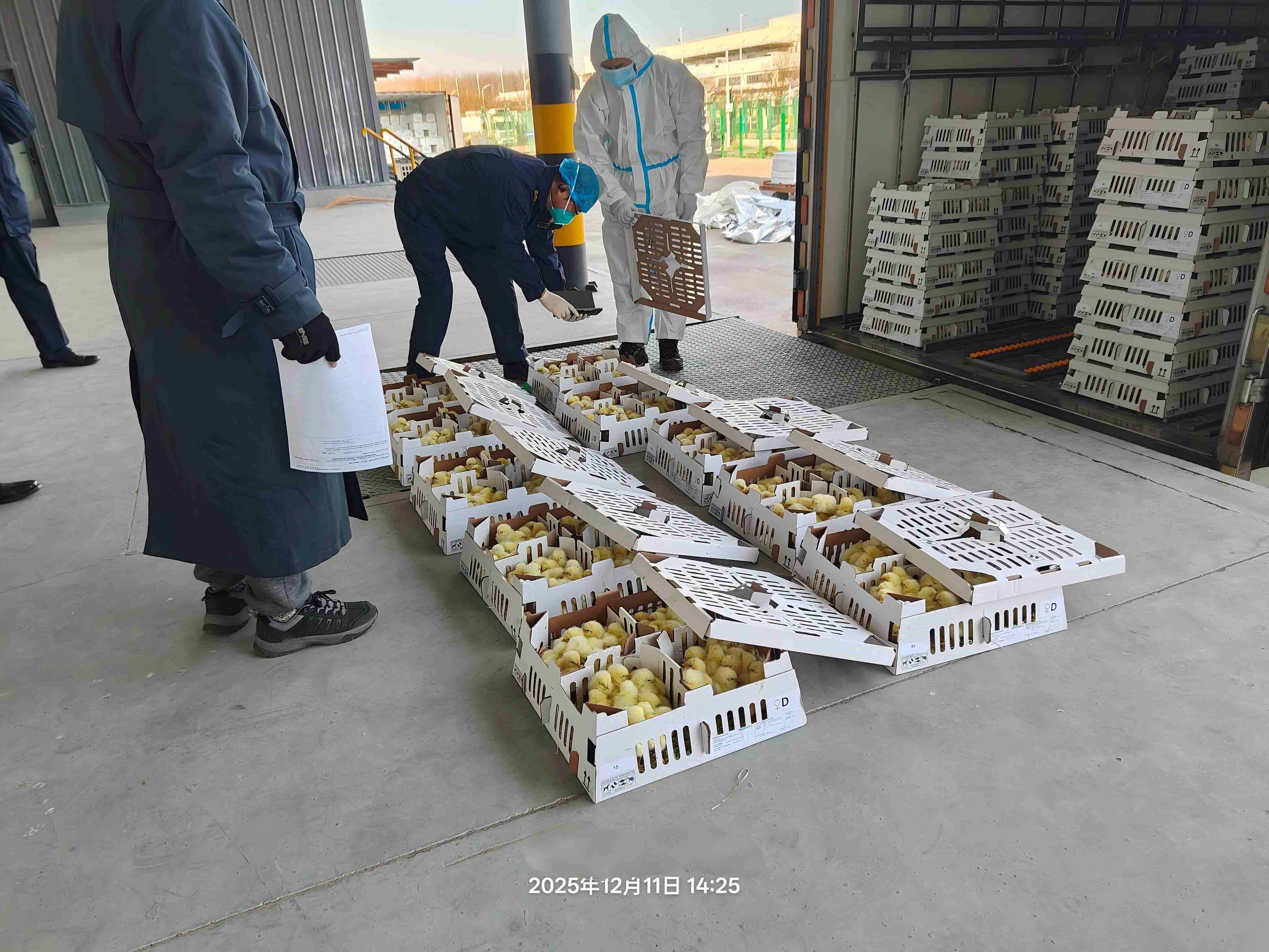 【喜讯】ks凯时官网股份年度引种圆满收官，，，，，，，累计引种量高达26.6万套